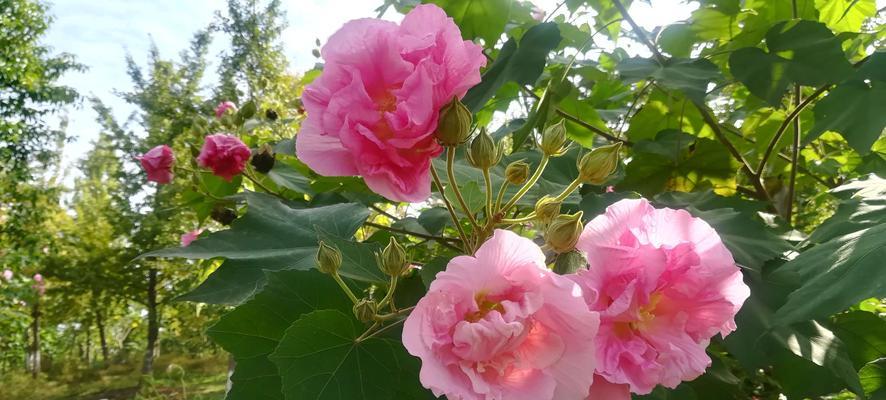 芙蓉花之美与象征——探寻芙蓉花的文化意义（芙蓉花的美丽）