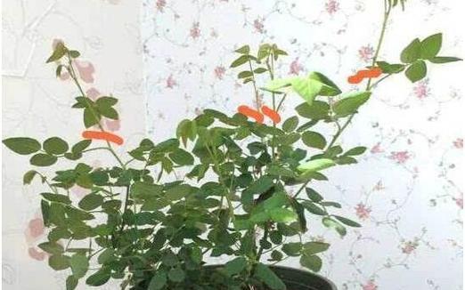 如何修剪微型月季（简单易学的微型月季修剪技巧）