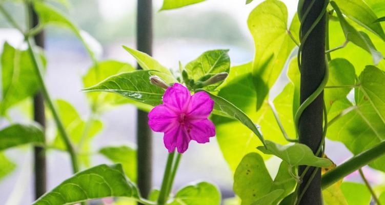 紫茉莉花语的美丽寓意（揭秘紫茉莉的花语及其象征意义）