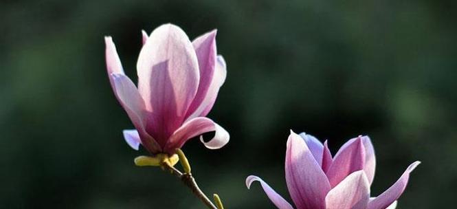 玉兰花的寓意与象征（探究玉兰花的象征意义及寓意深远的文化内涵）