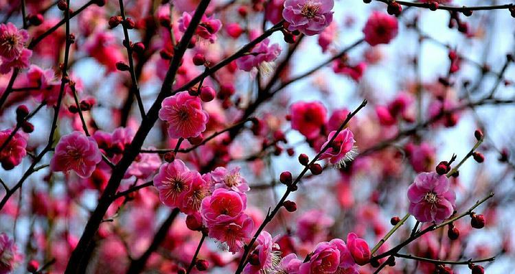 梅花的象征意义与美学价值(探寻梅花的多重含义) 梅花的象征意义与美学价值(探寻梅花的多重含义)