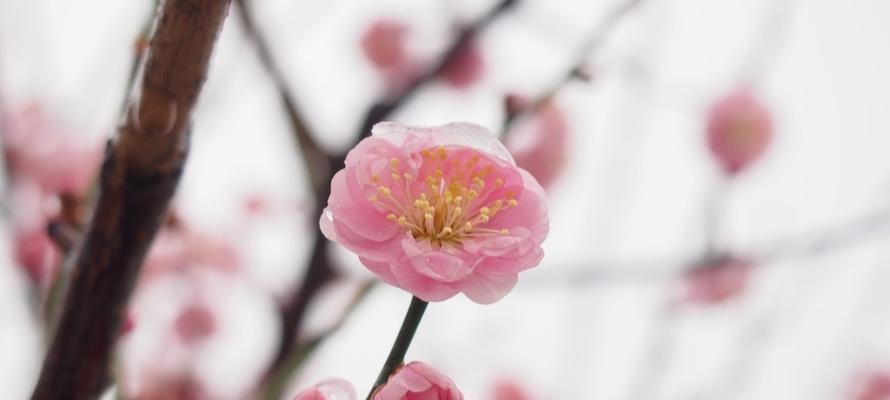 梅花的象征意义与美学价值(探寻梅花的多重含义) 梅花的象征意义与美学价值(探寻梅花的多重含义)