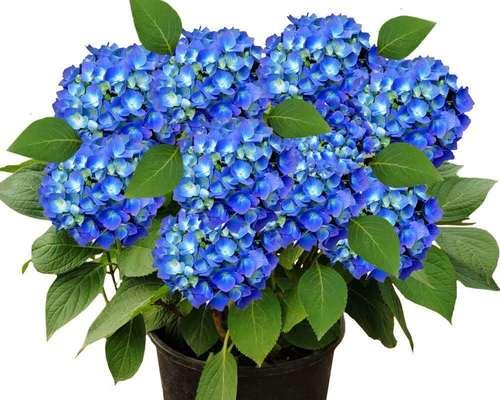 八仙花寓意及传承之美（传统文化中的花卉之王——八仙花）