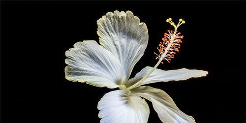 锦葵花——生命与希望的象征（探索锦葵花的寓意与美丽）