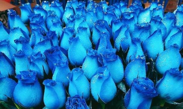 蓝色妖姬（揭示蓝色妖姬的花语与魅力）