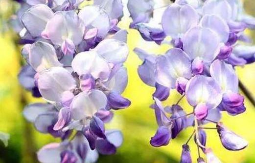 爱情长久如花（那些寓意爱情长久的花）