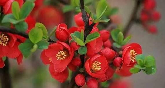 招财进宝，吉祥植物助你好运连连（探秘15种象征好运的植物）