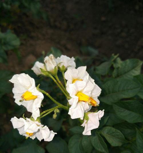 土豆开花的意义与预示（土豆开花的传奇背后隐藏的秘密）