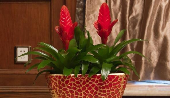 鸿运当头花室内养护全指南（毒性分析）