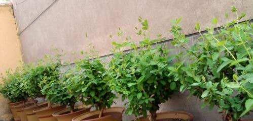 金银花的种植技巧（培育具有药用价值的优质金银花）