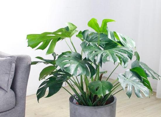 生意人养花指南（为生意增加气息）