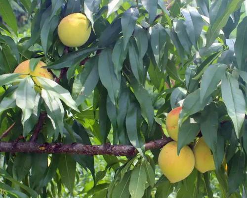 黄桃上市季节一览（黄桃成熟季节）