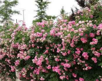 打造精致花园，教你轻松养护蔷薇（从栽培到修剪）