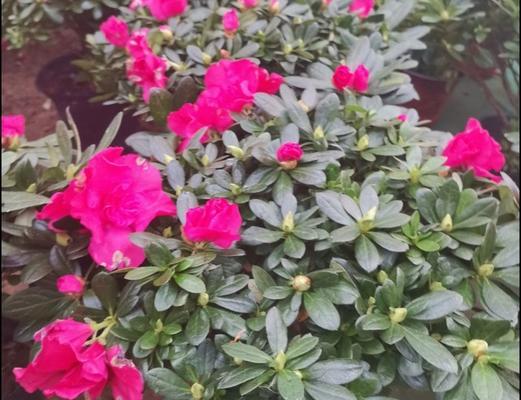 杜鹃花为何会冬天落叶（探究杜鹃花落叶的原因和应对方法）