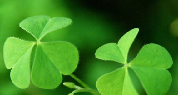 四叶草的花语与祝福（祝福与希望的象征——四叶草的含义解读）