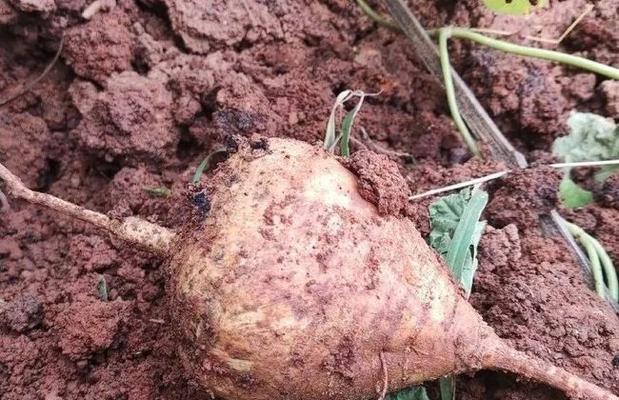 农家乐园里的新宠-凉薯苗可以移栽吗（探究凉薯苗的移栽方法和注意事项）