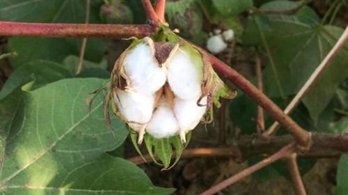 棉花的生长期和成熟期（从播种到收获）