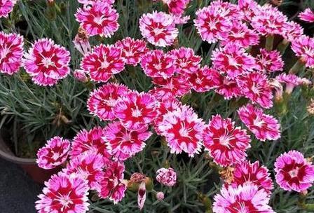 如何正确繁殖石竹（注意事项和方法详解）