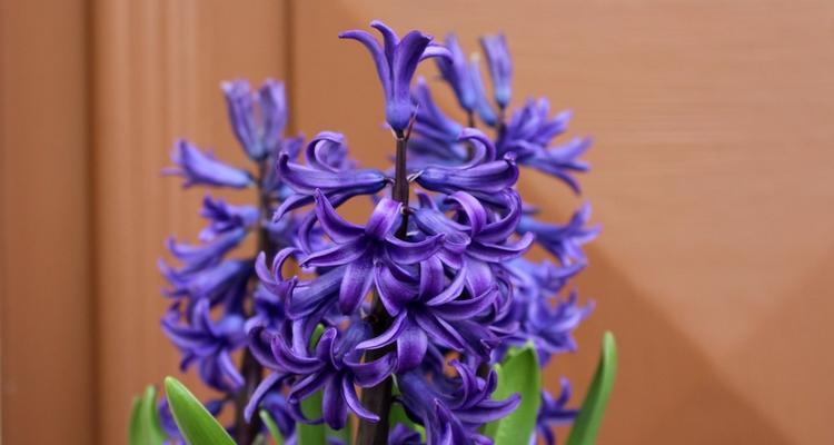 风信子——花海中的意义（探寻风信子的象征意义与美丽之源）