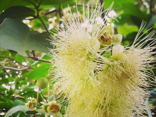 莲雾催花的时间和方法（掌握催花技巧）