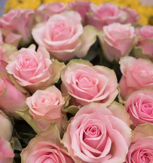 玫瑰花颜色的寓意（探索玫瑰花不同颜色的含义及其象征意义）