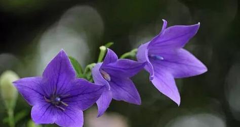 桔梗花语之美——寓意与传承（探秘桔梗的花语和文化底蕴）
