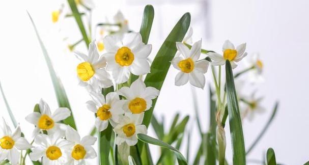水仙花（探索水仙花花语的深层意义）