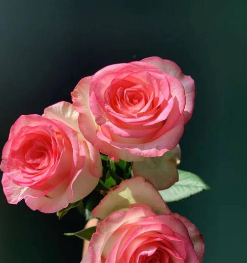 爱莎玫瑰花语与寓意（探寻爱莎玫瑰花语的深层含义）