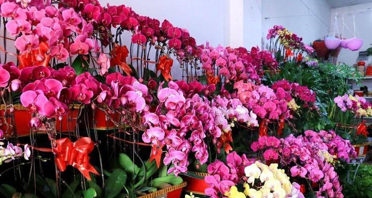 春节花卉寓意与文化传承（揭秘春节花卉的象征意义）