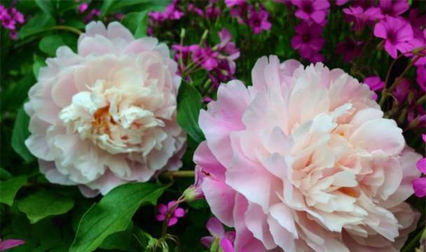 芍药花的象征意义与花语（探寻芍药花的深层含义）