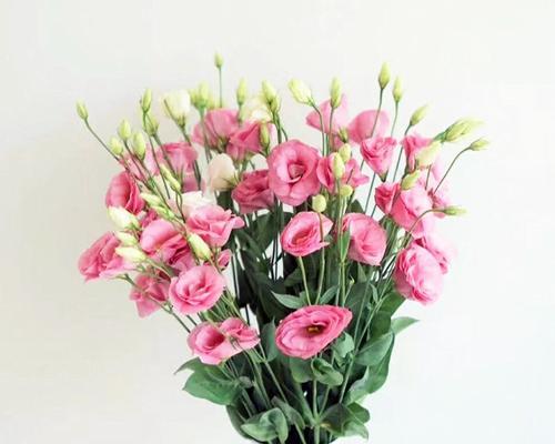 粉色桔梗花（揭秘粉色桔梗花的花语和寓意）