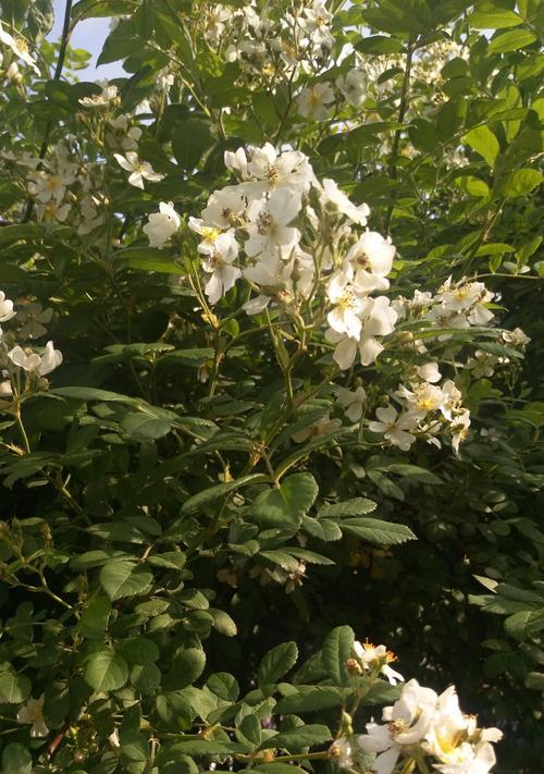 白蔷薇的含义与象征（纯洁与爱的象征—白蔷薇）