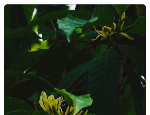 白兰花的花语与寓意（探寻白兰花的秘密——白兰花的花语及其象征意义）