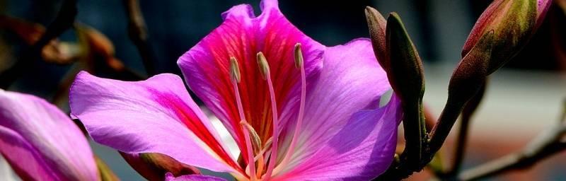 紫荆花花语解读及传统文化意涵（探寻紫荆花的花语与象征）