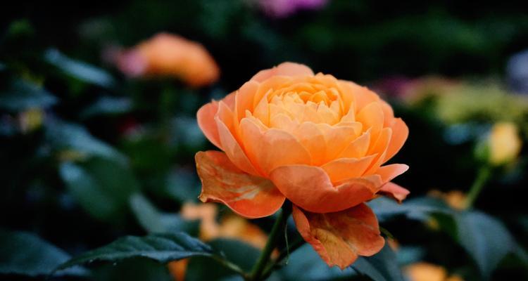 月季花的开放时间和花语解读（探究月季花的开放周期及其隐含的情感意义）