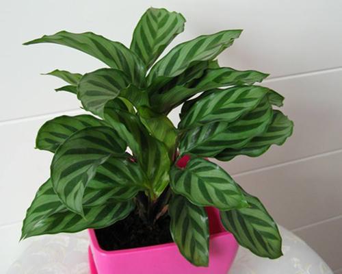 猫眼竹芋的花语——寓意与传承（探索猫眼竹芋花语的深层意义）