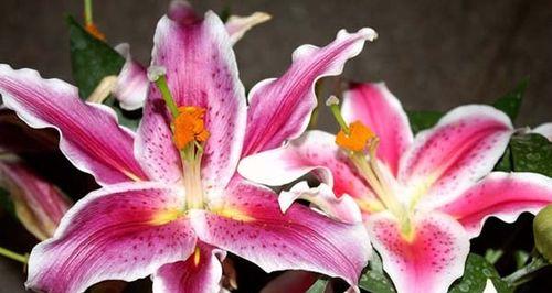 以香水百合代表什么花语（解读香水百合的花语及象征意义）