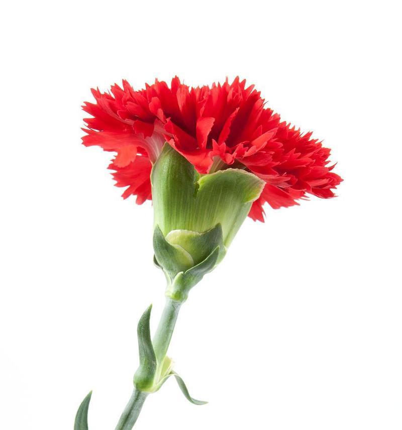 红色康乃馨的象征意义（美丽）