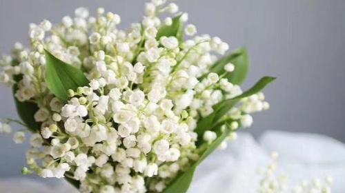 铃兰花(探寻铃兰花的花语和美丽传说) 铃兰花(探寻铃兰花的花语和美丽传说)