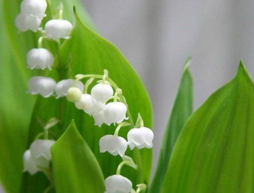 铃兰花(探寻铃兰花的花语和美丽传说) 铃兰花(探寻铃兰花的花语和美丽传说)