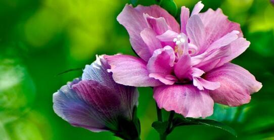 木槿花的花语和寓意（揭开木槿花的深层含义）