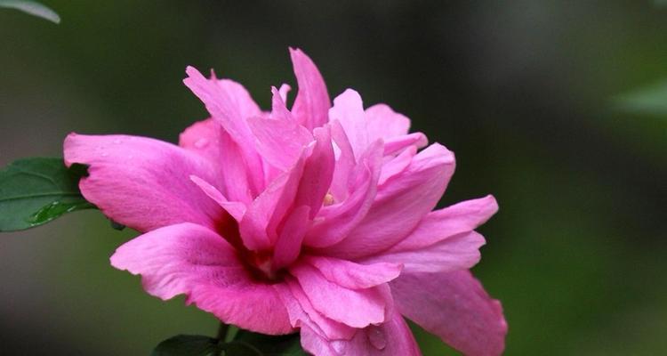木槿花的花语和寓意（揭开木槿花的深层含义）