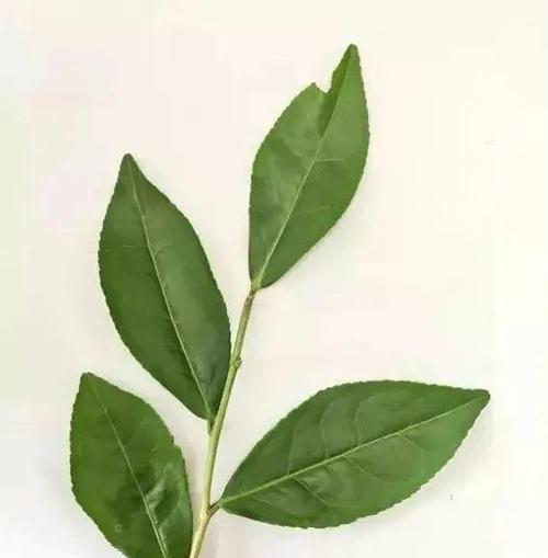 梧桐子的功效与作用及食用方法（探究梧桐子的保健价值和美食魅力）