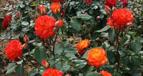 以丰花月季的花语及特点（探索丰花月季的文化内涵与艺术魅力）