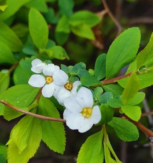 花草之间的女性力量（探寻植物世界中象征女性的奇妙力量）