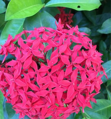 龙船花（花开如龙艳丽动人深寓福祉）