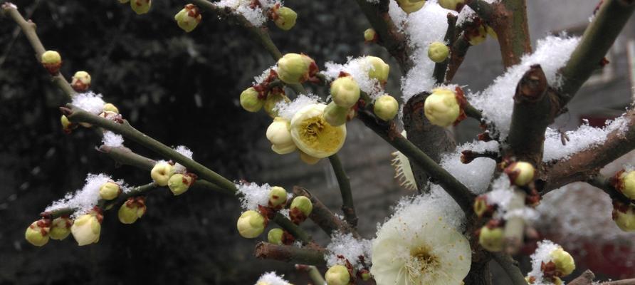 冬季梅花开放的奇妙现象（探究梅花在寒冷季节绽放的原因与意义）