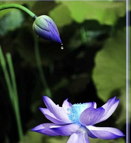蓝莲花的象征意义与寓意（以蓝莲花为主题的心灵之旅）