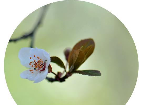 红叶李的花语及其象征意义（探索红叶李花的情感内涵与传达方式）