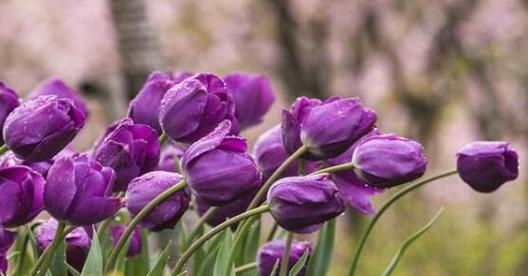 郁金香花语的深意（探索郁金香花语的含义与象征）
